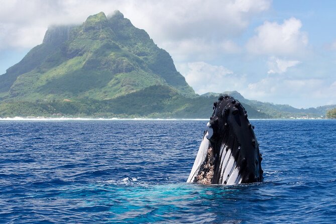 Private Tour: Bora Bora Whale Watching & Swimming Experience - Key points at a glance