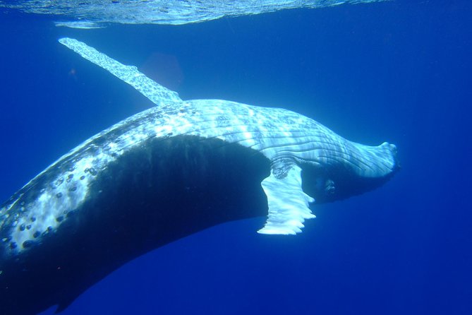 Private Tour: Bora Bora Whale Watching & Swimming Experience - What Comes With the Price