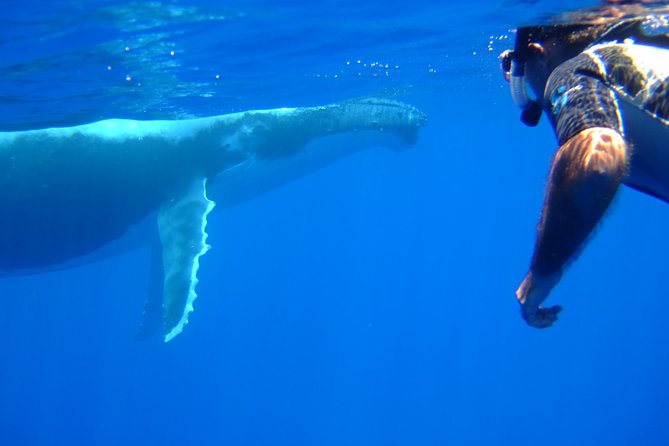 Private Tour: Bora Bora Whale Watching & Swimming Experience - Is Three Hours Enough?