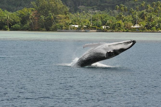 Private Tour: Bora Bora Whale Watching & Swimming Experience - Practical Tips Before You Book