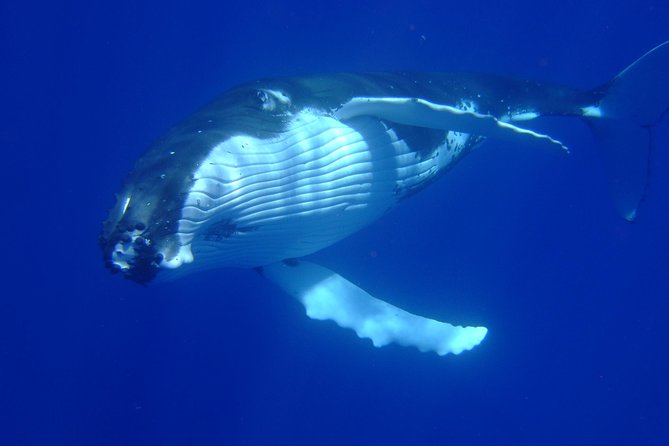Private Tour: Bora Bora Whale Watching & Swimming Experience - Watching Humpback Whales Without Chasing Them