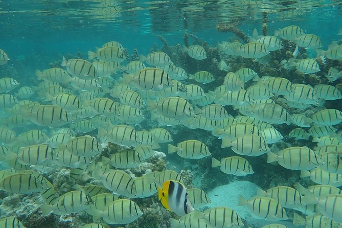 Private tour from Raiatea - 1/2 day excursion to Tahaa or other - The coral garden and snorkeling conditions