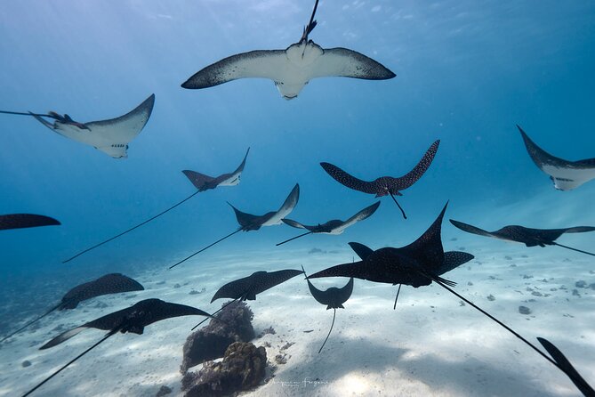 Private tour in Moorea by boat, visit and snorkeling - Key points at a glance