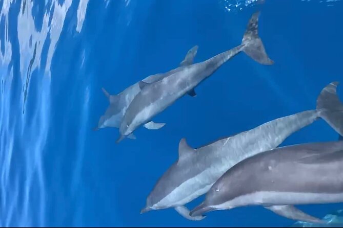 Private tour in Moorea by boat, visit and snorkeling - Snorkeling with rays, sharks, and turtles