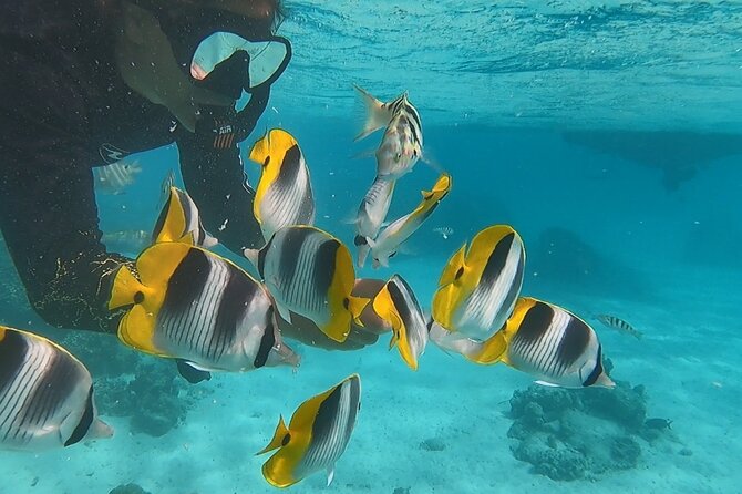 Private tour in Moorea by boat, visit and snorkeling - Searching the passes for dolphins