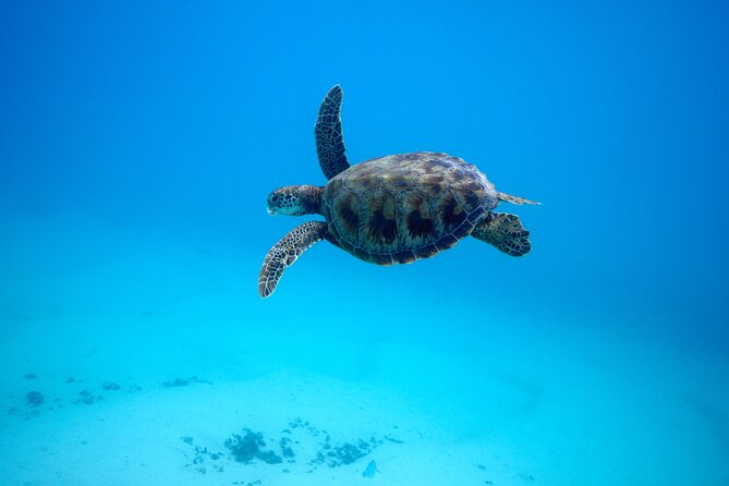 Private tour in Moorea by boat, visit and snorkeling - Snacks, local drinks, and the value of a small boat
