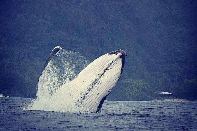 Private tour observing and swimming with humpback whales in Moorea - Key points to know before booking