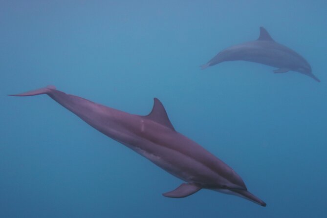 Private tour observing and swimming with humpback whales in Moorea - A private boat made for Moorea’s open water