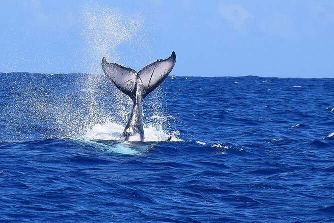Private tour observing and swimming with humpback whales in Moorea - Rays, sharks, turtles, and dolphins