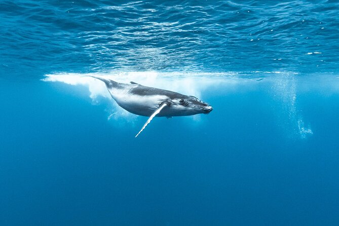 Private tour whale watching and snorkeling in Moorea - The lagoon option gives the private trip some flexibility