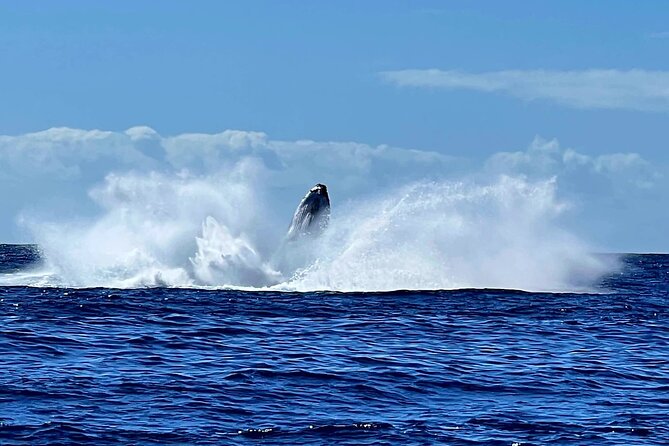 Private tour whale watching and snorkeling in Moorea - Why the $1,336.10 group price can make sense