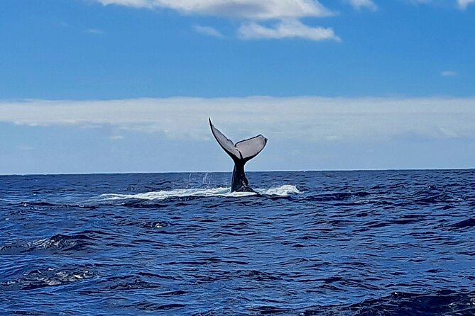 Private tour whale watching and snorkeling in Moorea - Safety, weather, and the practical limits