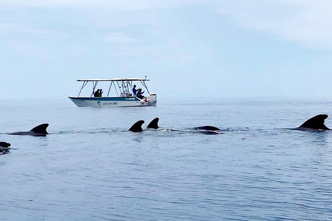 Private tour whale watching and snorkeling in Moorea - Who will get the most from this Moorea tour?