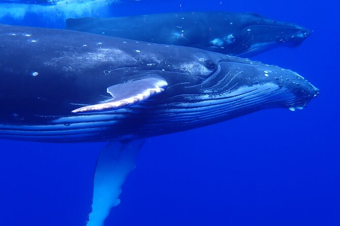Private Tour Whale Watching Half Day Tour - Searching for humpback whales around Moorea