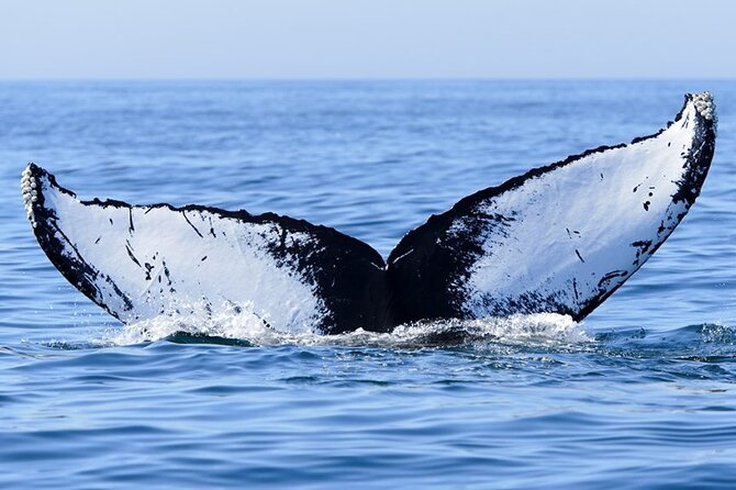 Private Tour Whale Watching Half Day Tour - When the boat stops and the water portion begins