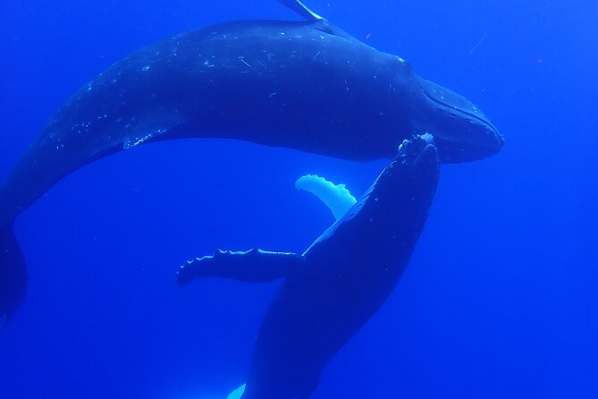 Private Tour Whale Watching Half Day Tour - Other wildlife you may encounter