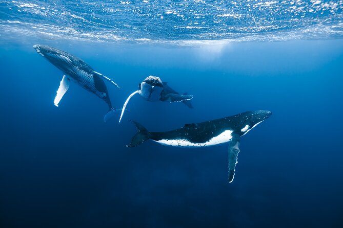 Private Whale Watching Adventure in Mo'orea - Key points to know before booking