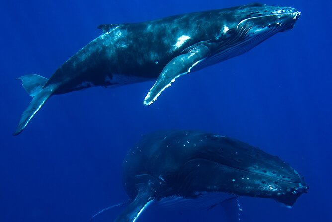 Private Whale Watching Adventure in Mo'orea - Why a private whale trip suits Mo’orea