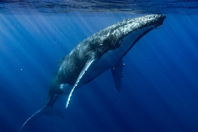 Private Whale Watching Adventure in Mo'orea - Watching from the boat or entering the water