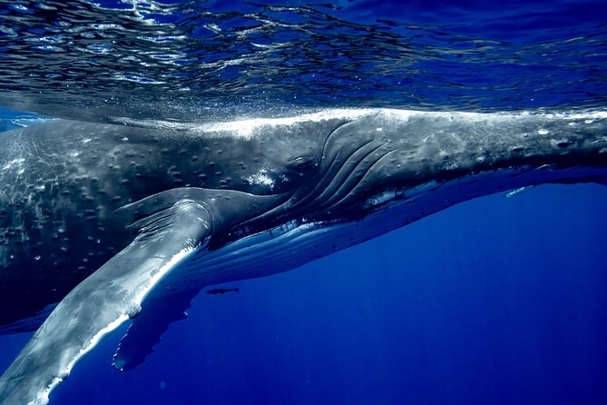 Private Whale Watching Adventure in Mo'orea - Is $1,821.96 good value?