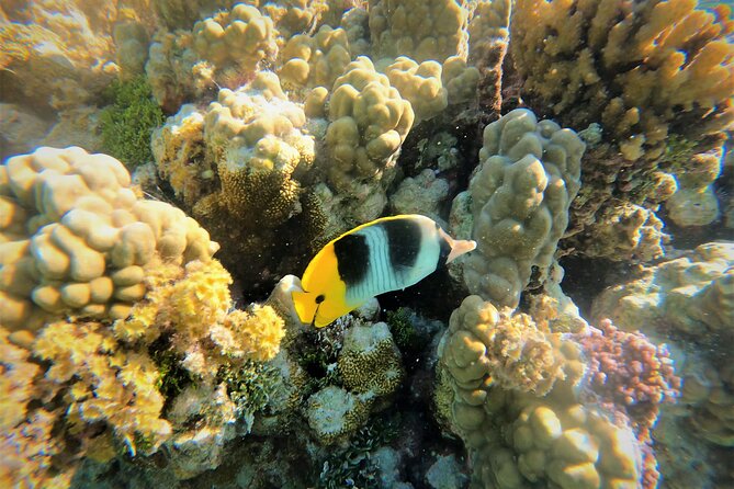 Raiatea-Tahaa Snorkeling in our beautiful Coral Garden - Key points at a glance