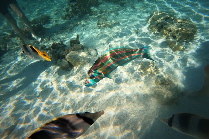 Raiatea-Tahaa Snorkeling in our beautiful Coral Garden - Entering the coral garden at Tautau