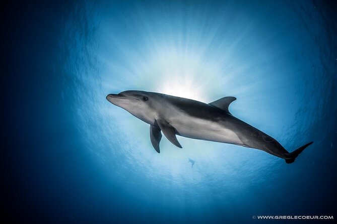 Rangiroa 2-tank Certified Scuba Dive - Why Rangiroa is a special place for scuba