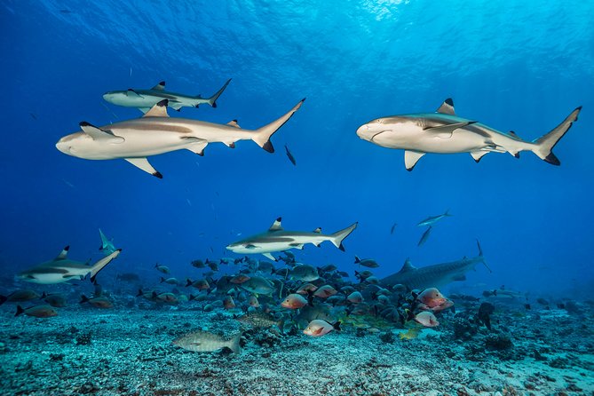 Rangiroa 2-tank Certified Scuba Dive - The marine life is the main attraction