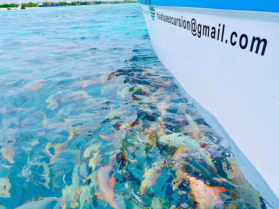 Rangiroa: Blue Lagoon Tiputa Pass Coral Garden Island Birds - Why this Rangiroa day trip is worth considering