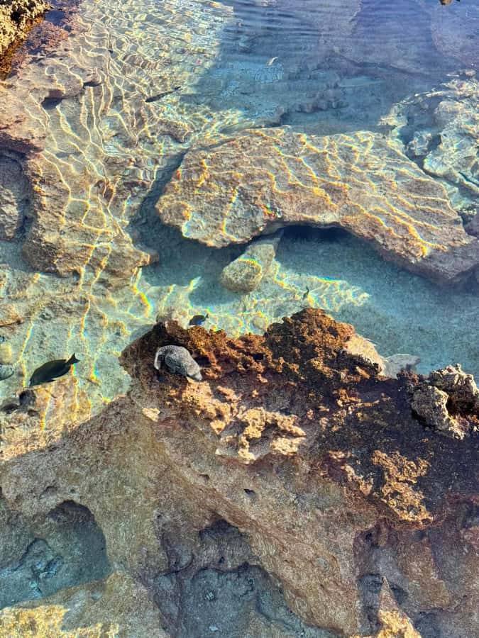 Rangiroa: Blue Lagoon Tiputa Pass Coral Garden Island Birds - A Polynesian lunch with coconut crab and ukulele
