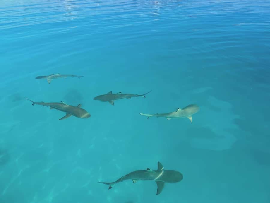 Rangiroa: Blue Lagoon Tiputa Pass Coral Garden Island Birds - How the day feels from start to finish