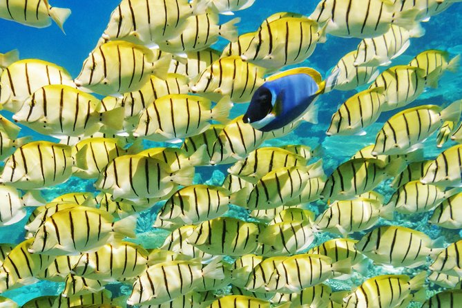 Reef Discovery Half Day Group Signature Tour - Coral gardens near the airport