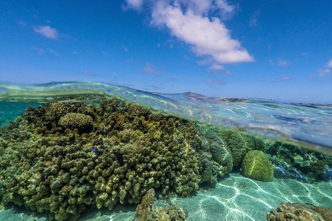 Reef Discovery Half Day Group Signature Tour - A guide who gets in the water matters