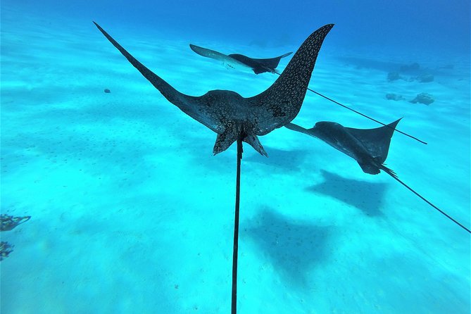 Reef Discovery Half Day Group Signature Tour - Is $143.27 a fair price?