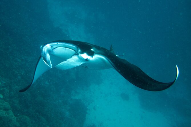 Reef Discovery Luxury Private Snorkeling Lagoon Tour - Why a Private Boat Changes the Bora Bora Snorkeling Experience