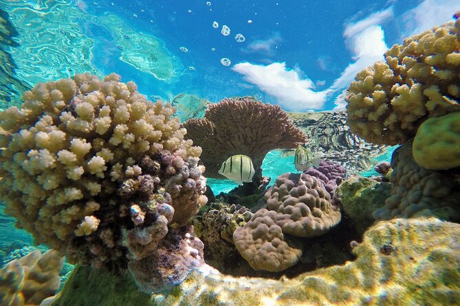 Reef Discovery Luxury Private Snorkeling Lagoon Tour - Snorkeling Gear, Towels, Snacks, and Water
