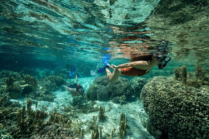 Reef Discovery Luxury Private Snorkeling Lagoon Tour - What the Guide Adds to the Reef Experience