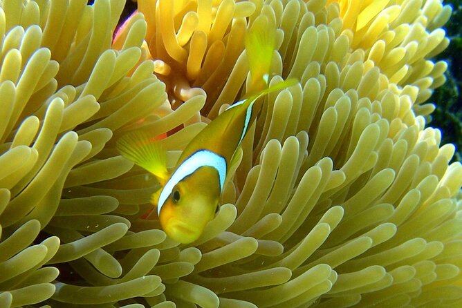 Reef Discovery Luxury Water Lunch Cruise - How the five and a half hours may feel