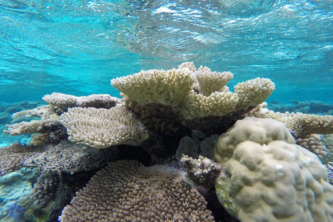 Reef Discovery Private Full Day Lagoon Tour & Water Lunch - Lunch with Mount Otemanu in the background