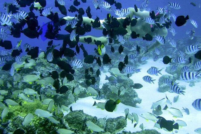 Reef Discovery Private Full Day Lagoon Tour & Water Lunch - Timing, weather, and the real meaning of full day