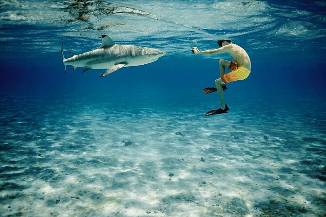 Reef Discovery Private Half Day Lagoon Tour - What the boat experience adds