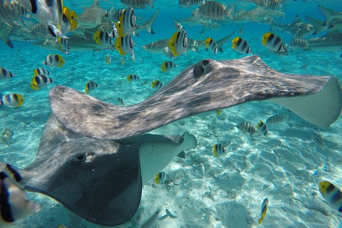 Reef Discovery Private Half Day Lagoon Tour - Weather, cancellations, and sensible planning