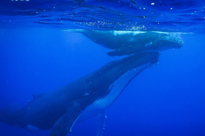 Respectful whale excursion to Tahiti in 4h30 - Key points to know before booking
