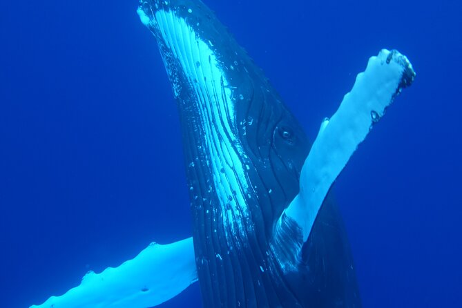 Respectful whale excursion to Tahiti in 4h30 - Leaving Papeete Marina at 7 or 12