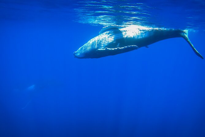 Respectful whale excursion to Tahiti in 4h30 - Dolphins first, then the offshore whale search