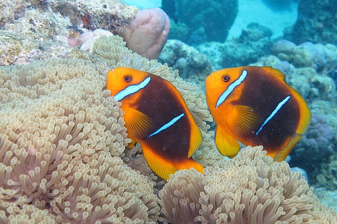Romantic Dive for beginners in Bora Bora (2 people) with Video - The underwater session with tropical fish