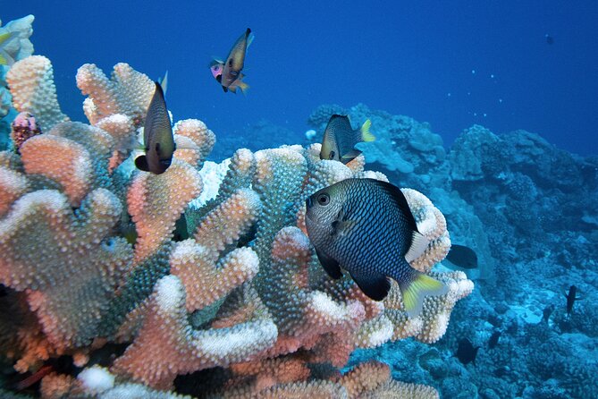 Romantic Dive for beginners in Bora Bora (2 people) with Video - What the two-hour schedule really means