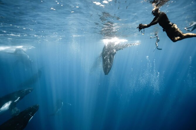 Sacred Experience Swimming with a Whale in Moorea - Key points to know before booking