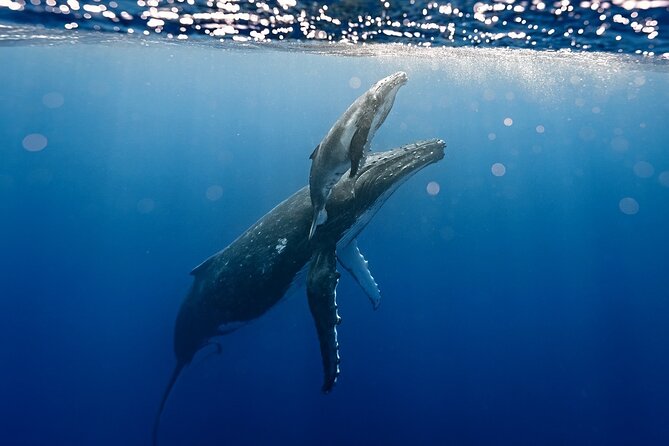 Sacred Experience Swimming with a Whale in Moorea - Why Moorea is a special place for whale encounters