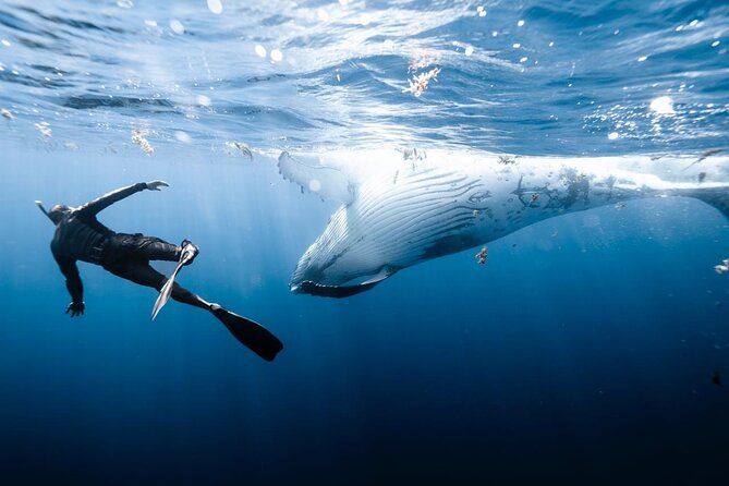 Sacred Experience Swimming with a Whale in Moorea - The whale search rewards patience
